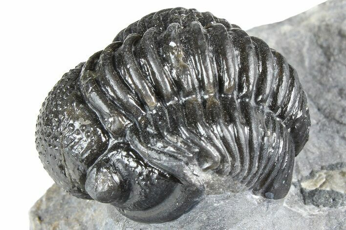 Curled Proetid (Gerastos) Trilobite Fossil - Morocco #363962